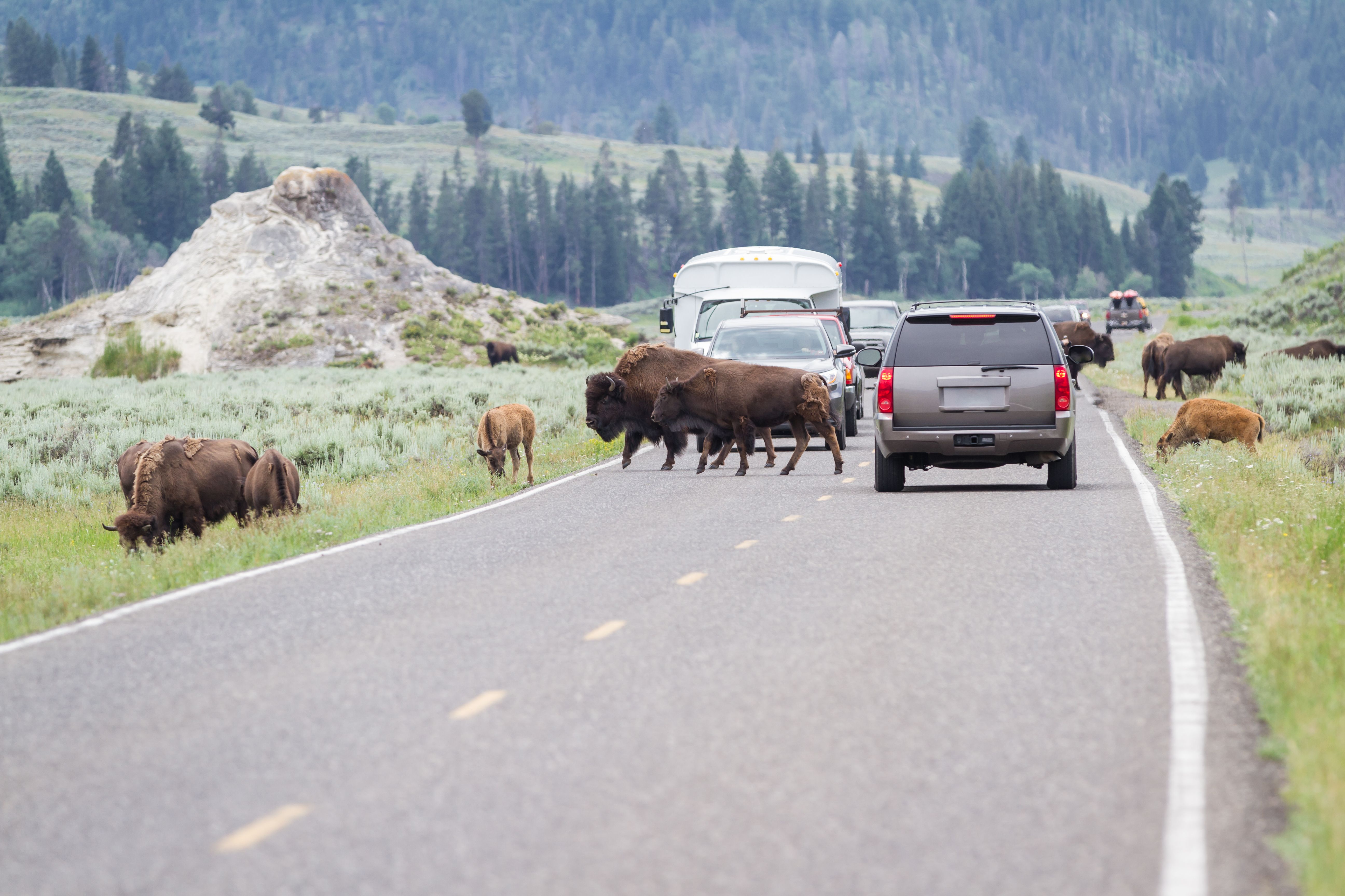 wild-buffalo-heard-walking-on-the-busy-roads-of-yellwstone